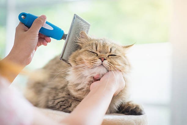 Pet Grooming Essentials - Pet Your Best