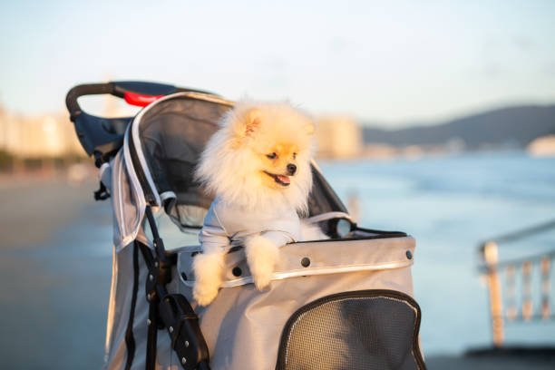 Pet Travel Gears - Pet Your Best