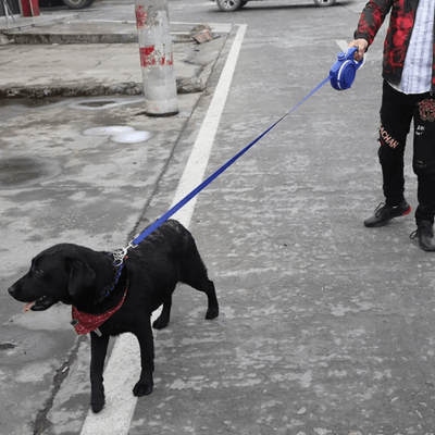 Blue leash attached to a dog’s collar during a walk in an outdoor environment