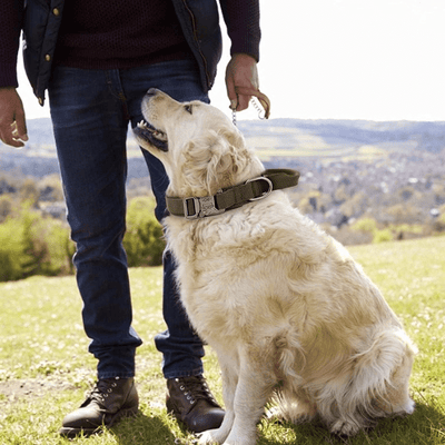 Durable Dog Pulling Collar - Comfort and Control - Pet Your Best