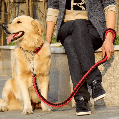 Braided heavy-duty leash, attached to the steel ring of a dog's collar, sitting next to a man