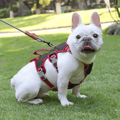Ergonomic Dog Harness with Easy Handle – Comfort and Control - Pet Your Best