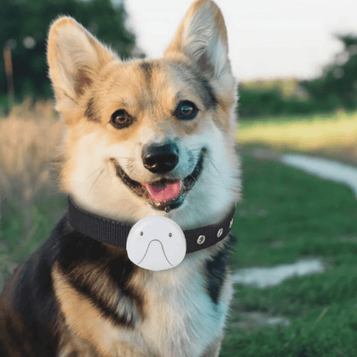 GPS Pet Collar – Waterproof, Mini & Real - Time Tracking - Pet Your Best