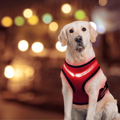 LED Dog Harness - Full Visibility and Guaranteed Safety - Pet Your Best