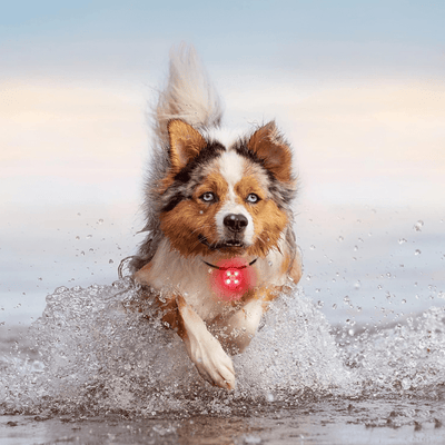 LED Pendant for Dog and Cat Collars – Enhanced Safety and Visibility - Pet Your Best