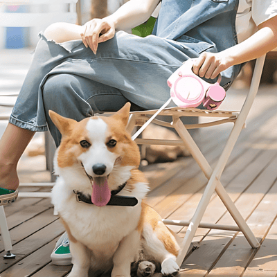 LED retractable leash, held by a woman sitting on a chair, behind her dog