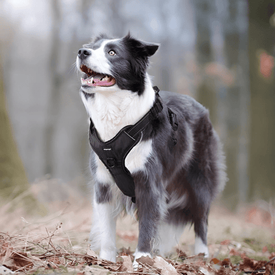Reflective Dog Harness - Secure and Visible - Pet Your Best