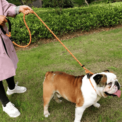 Reflective leash held by a woman walking her dog in an outdoor environment
