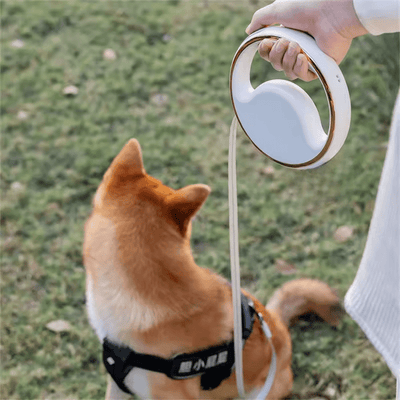 Retractable LED leash in white, attached to a harness on a dog sitting on the grass