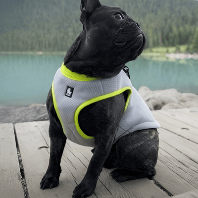 Summer and Winter Dog Harness - Comfort and Protection All Year Round - Pet Your Best